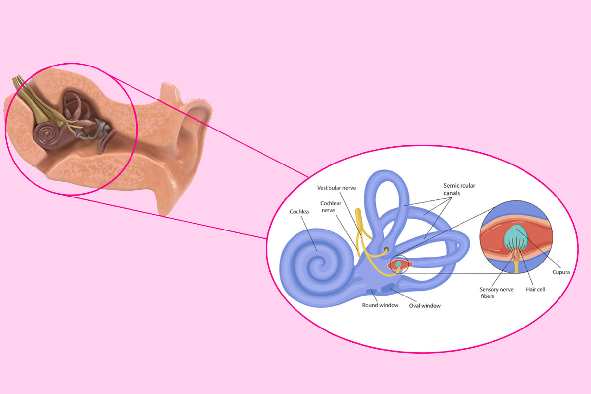 cochleo-vestibular-lab
